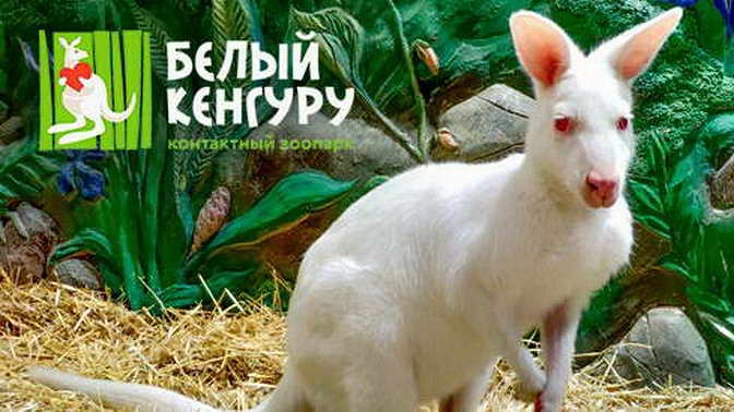 фото Белый кенгуру Где в Москве ru